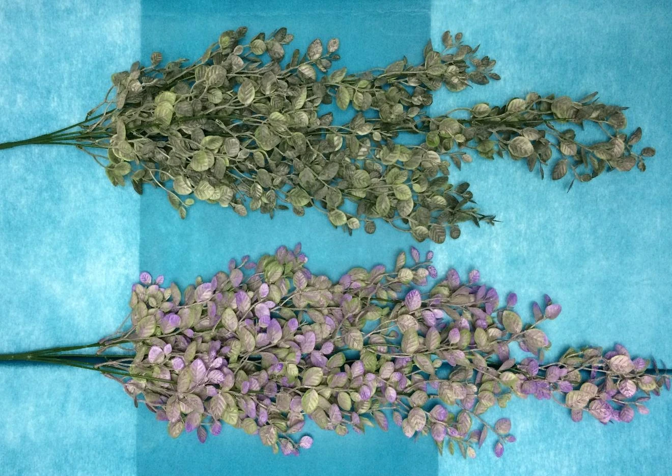 Green Creeper x5 Euc Leaf